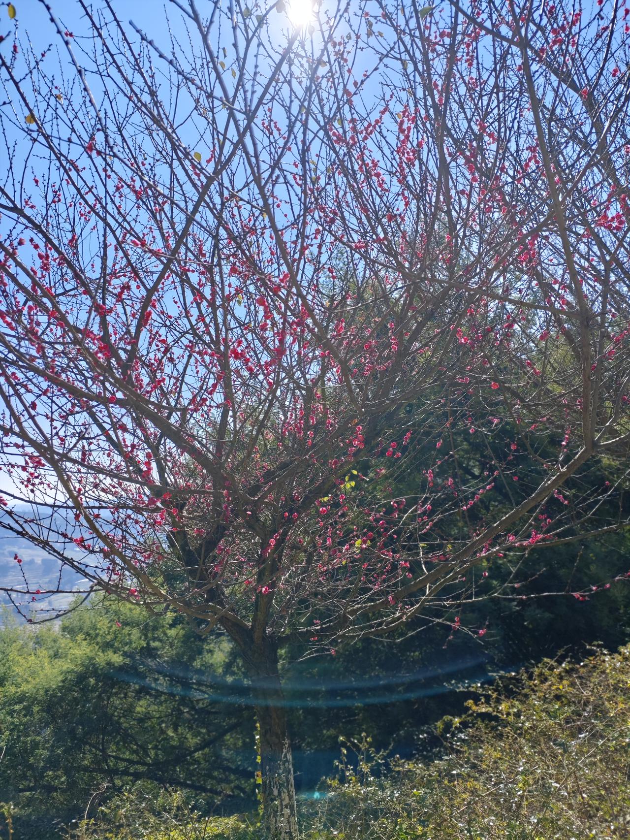 家中窗外美景随手拍