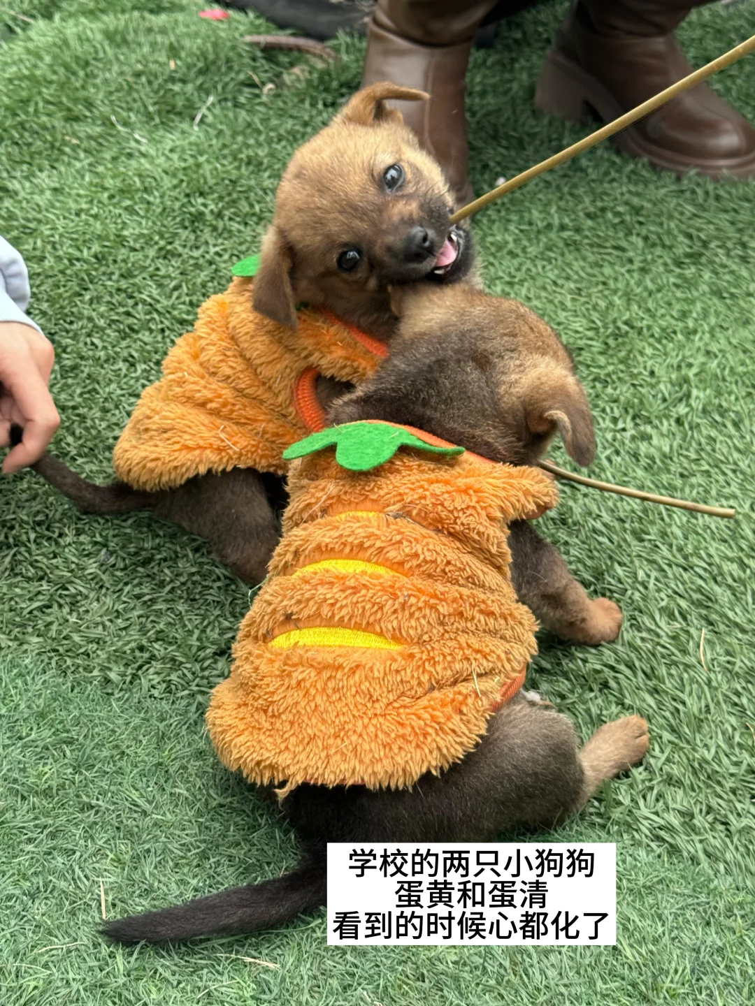 已瘦20斤｜女大学生食堂减肥一天都吃什么！