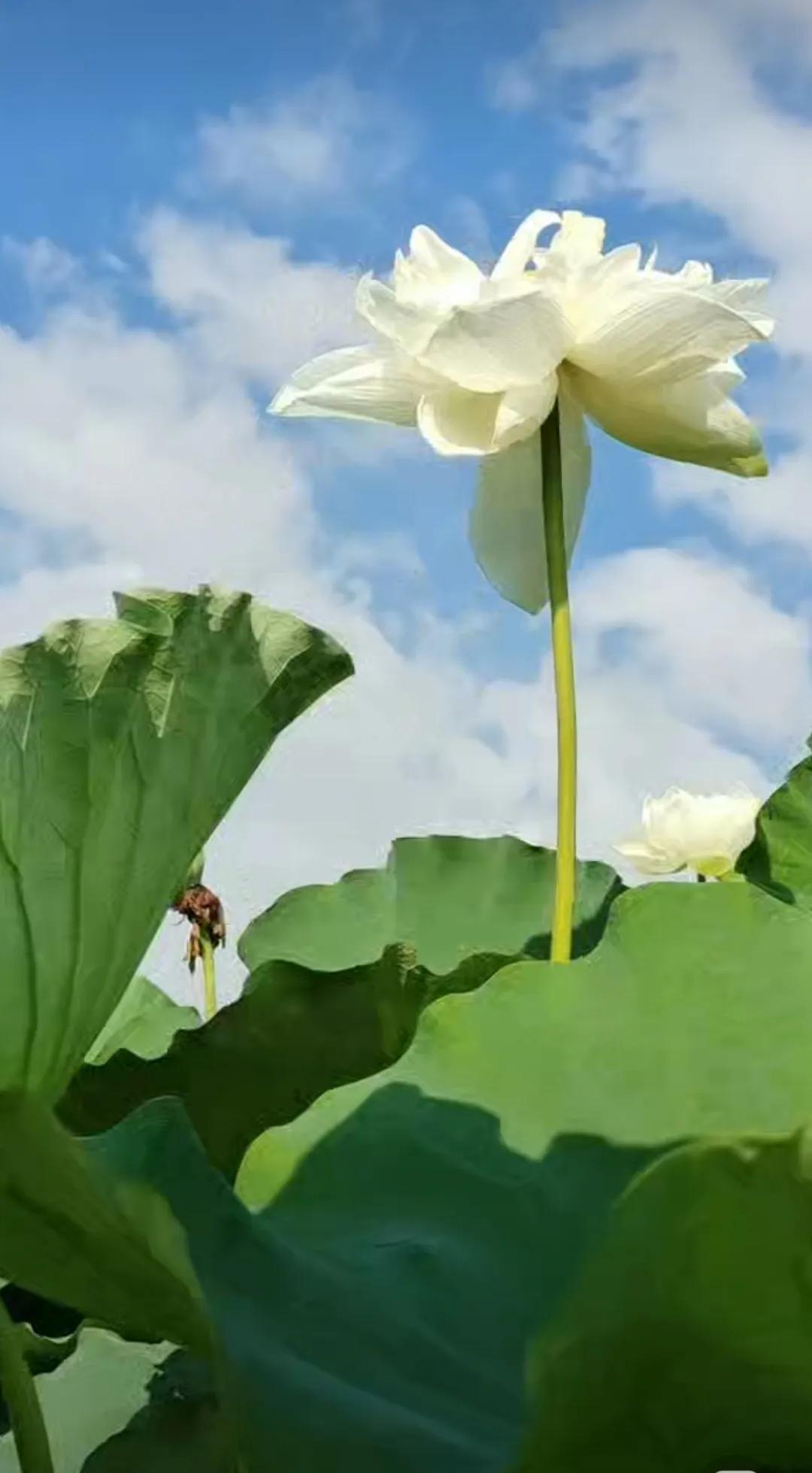 夏日生活打卡季冰镇西瓜配晚风，是夏天最直白的浪漫。刚挖开的瓜瓤红得发亮，甜丝丝的
