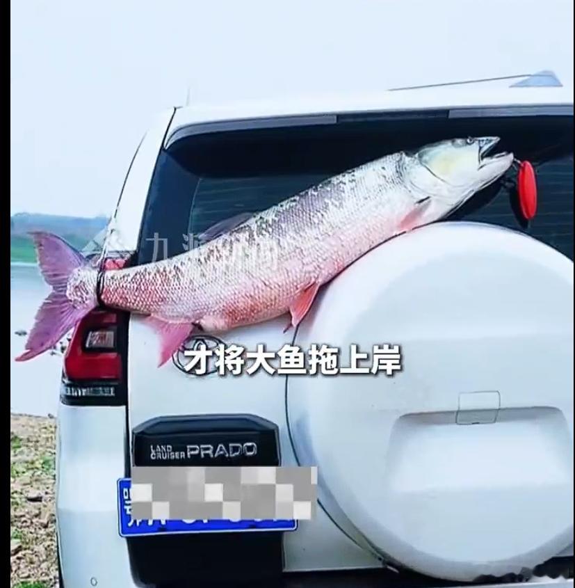 男子钓48斤大鱼挂车绕城2小时 48斤大鱼，在水里的拖拽力量堪比成年大汉。瞬间的
