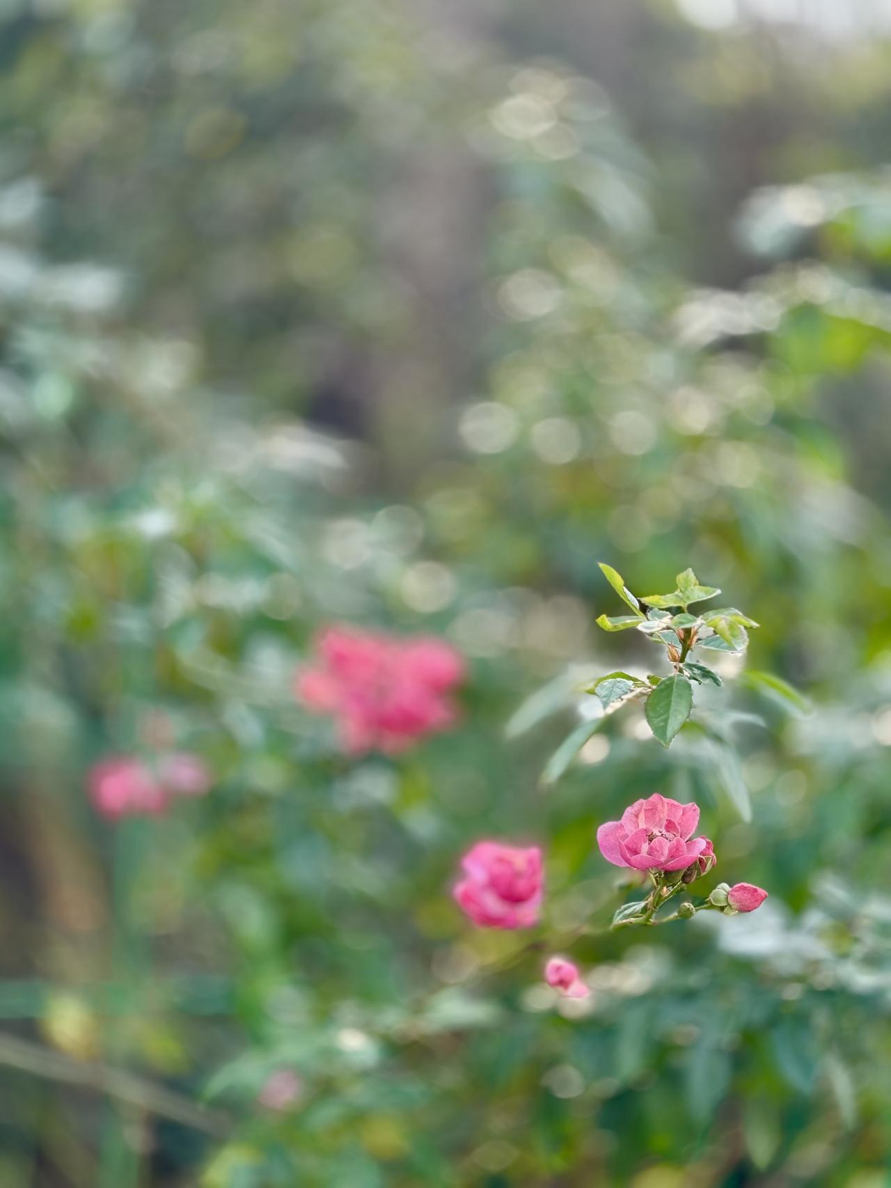 分享一张最近随手拍的照片冬天的月季花