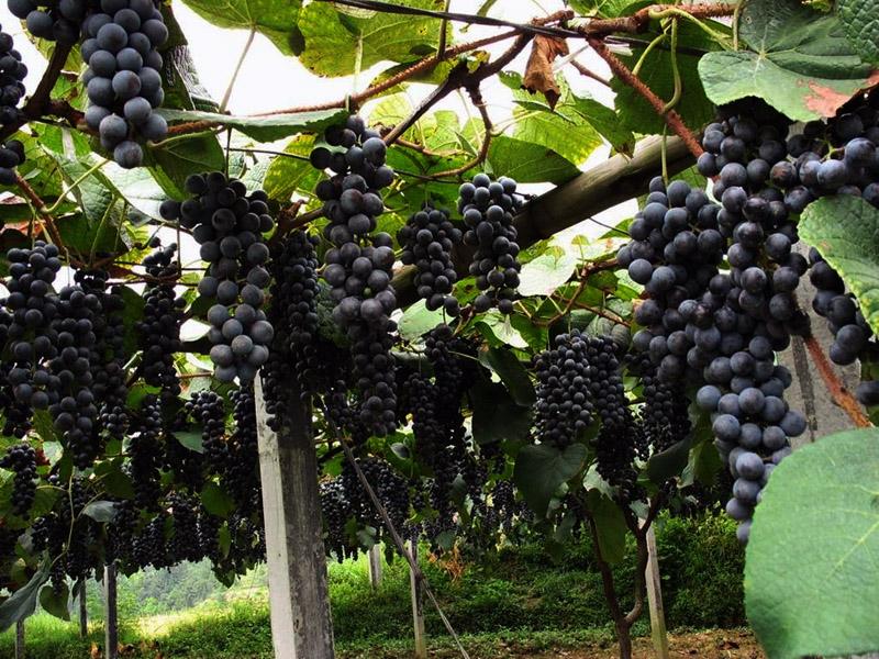 课本常告诉我们，张骞从西域带回了葡萄、苜蓿、石榴等物种。然而，这一说法可能是一种