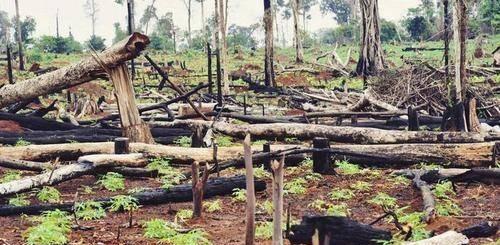 1994年12月1日，凌晨3点。

贵州都溪林场内的狗突然狂吠不止，紧接着两股强