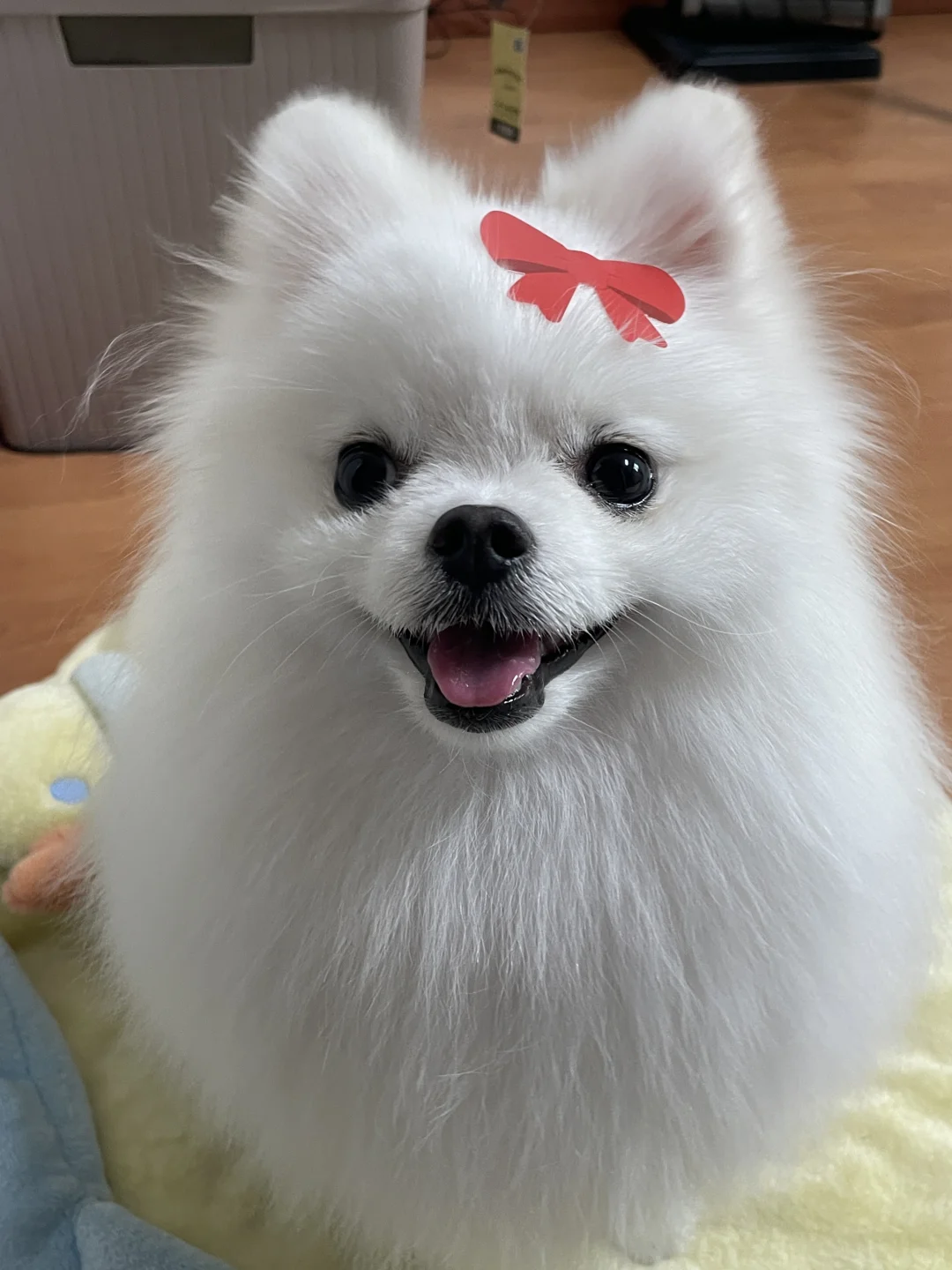 可爱成这样真的合理吗