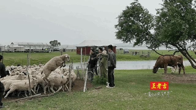 #王冰冰尼格买提被羊跨栏惊呆了#就这么水灵灵的垮过去了[允悲]感觉很好吃[dog