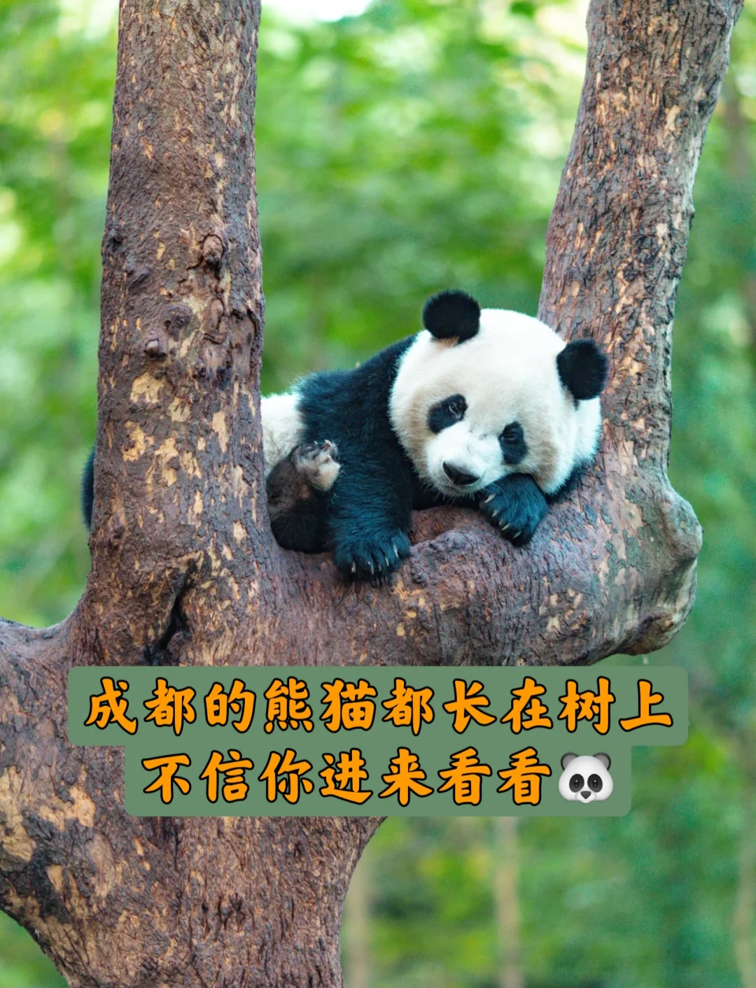 成都遛娃第2⃣️6⃣️记｜去看长在树上的熊猫吧