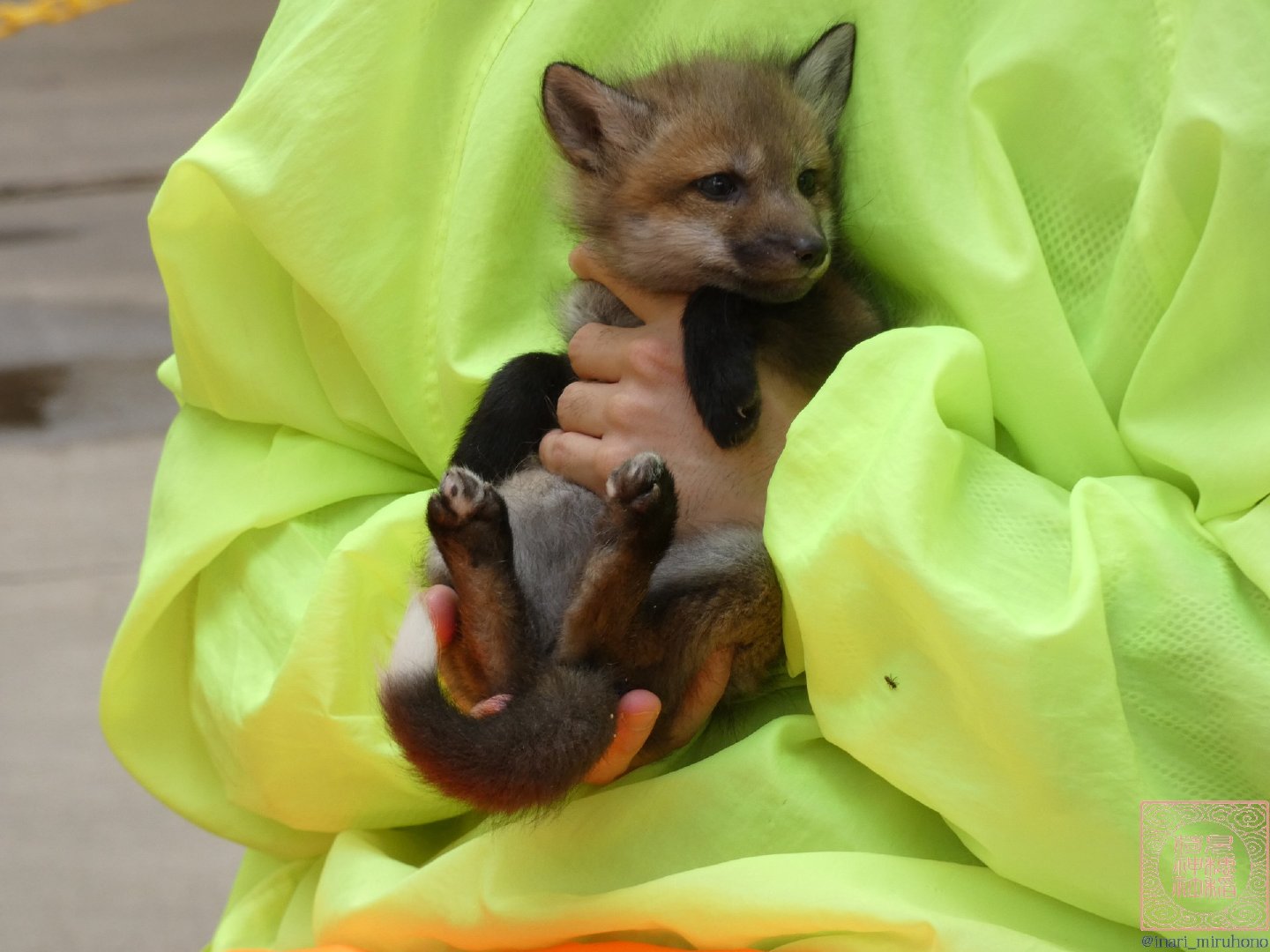 小狐抱抱©️inari_miruhono 