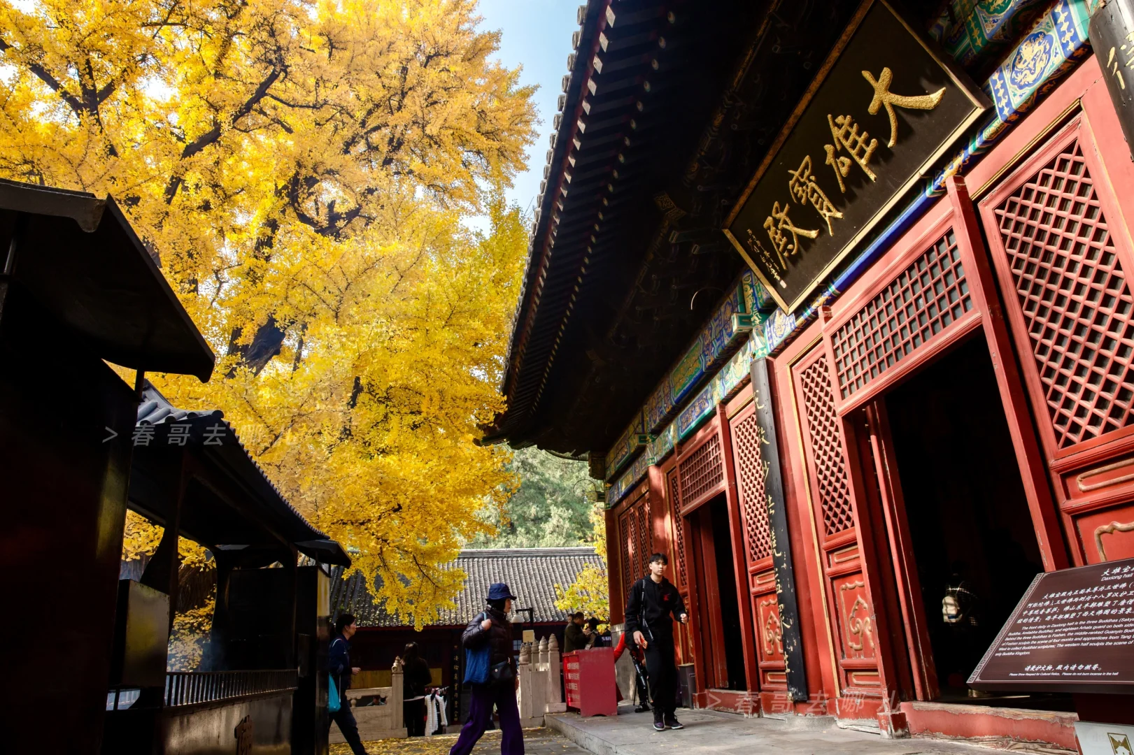 10.30 被怀柔古寺的唐朝银杏，撞了一下腰
