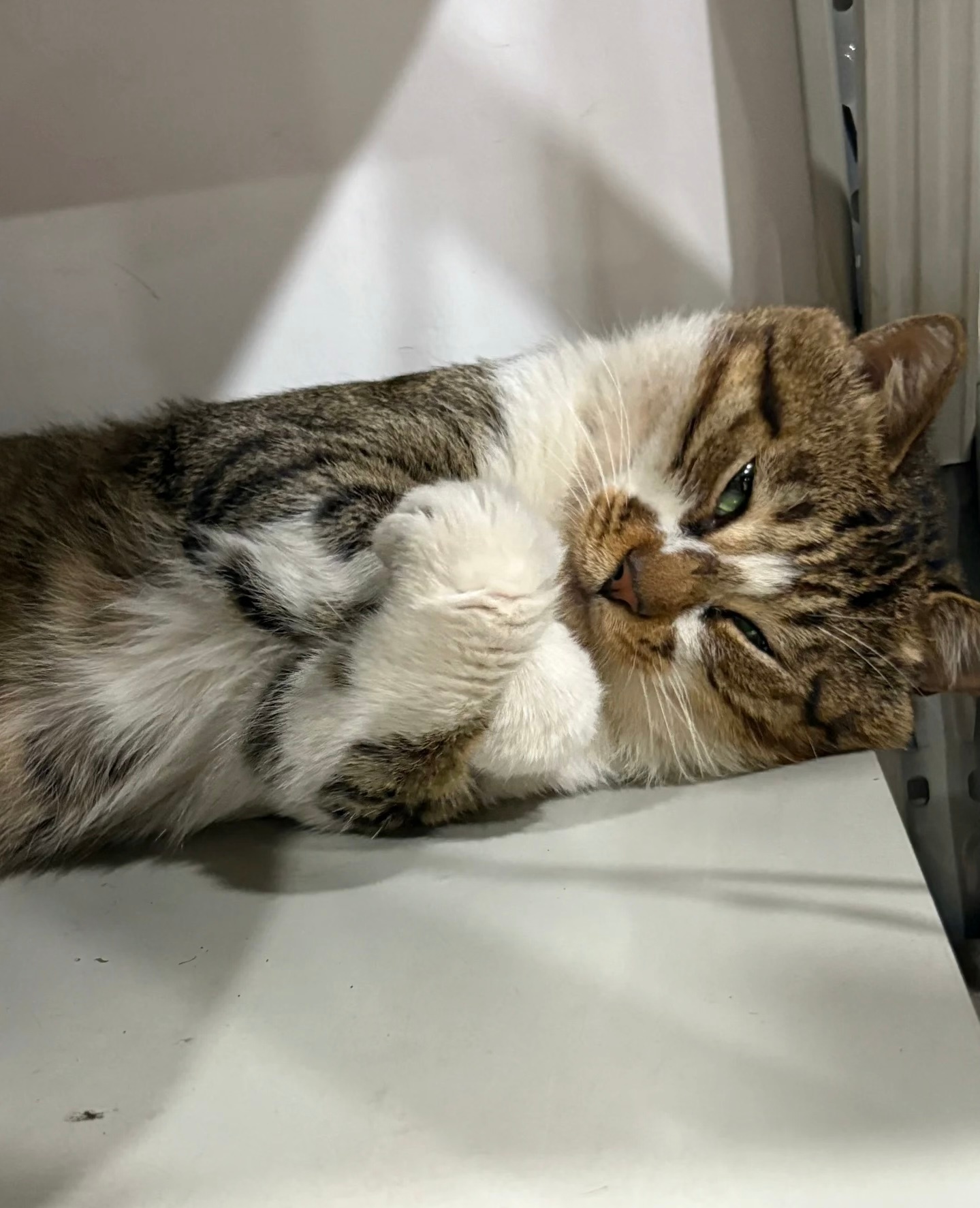 小猫咪为什么是方的 ​​​