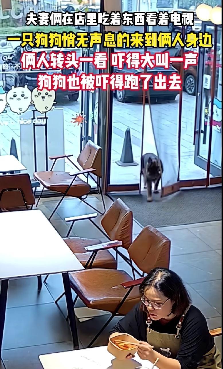 散养或是弃养狗的真是缺大德啊！

7月12号，吉林长春一对夫妻俩正在店里一边吃饭