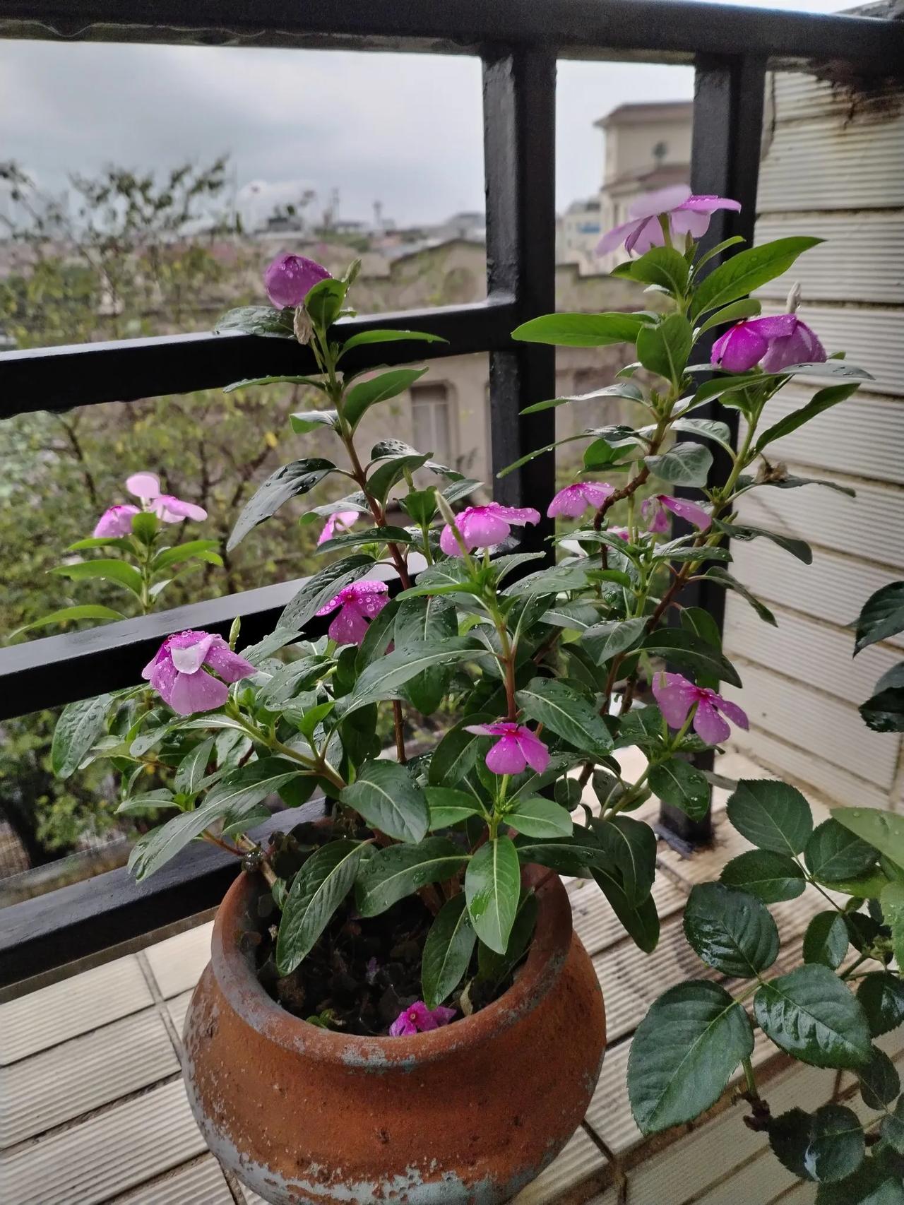 春光好.暮春雨后
雨初歇，风轻扬，水盈塘。万汇此时皆饱润，竟舒张。
叶滑晶珠翠绿