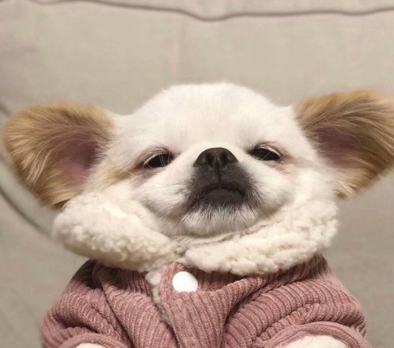 我现在才知道踩缝纫机的🖐🏻1凡，他的微信头像是罗珍妮的狗，毛毛