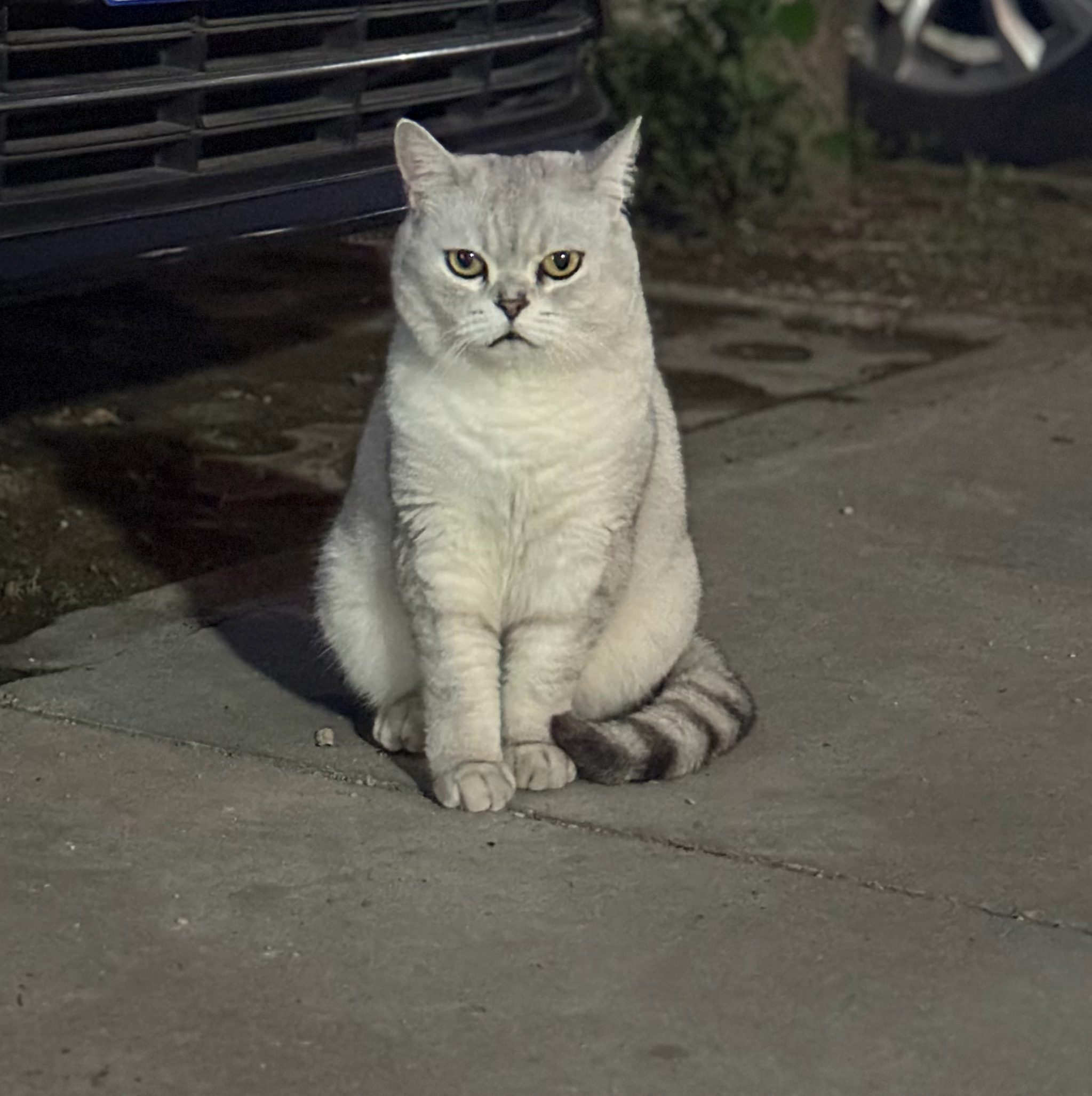 小区里的猫可多了，每次散步我都可以和猫玩很久…哼，这是唯一一只嫌弃我的喵。待我明