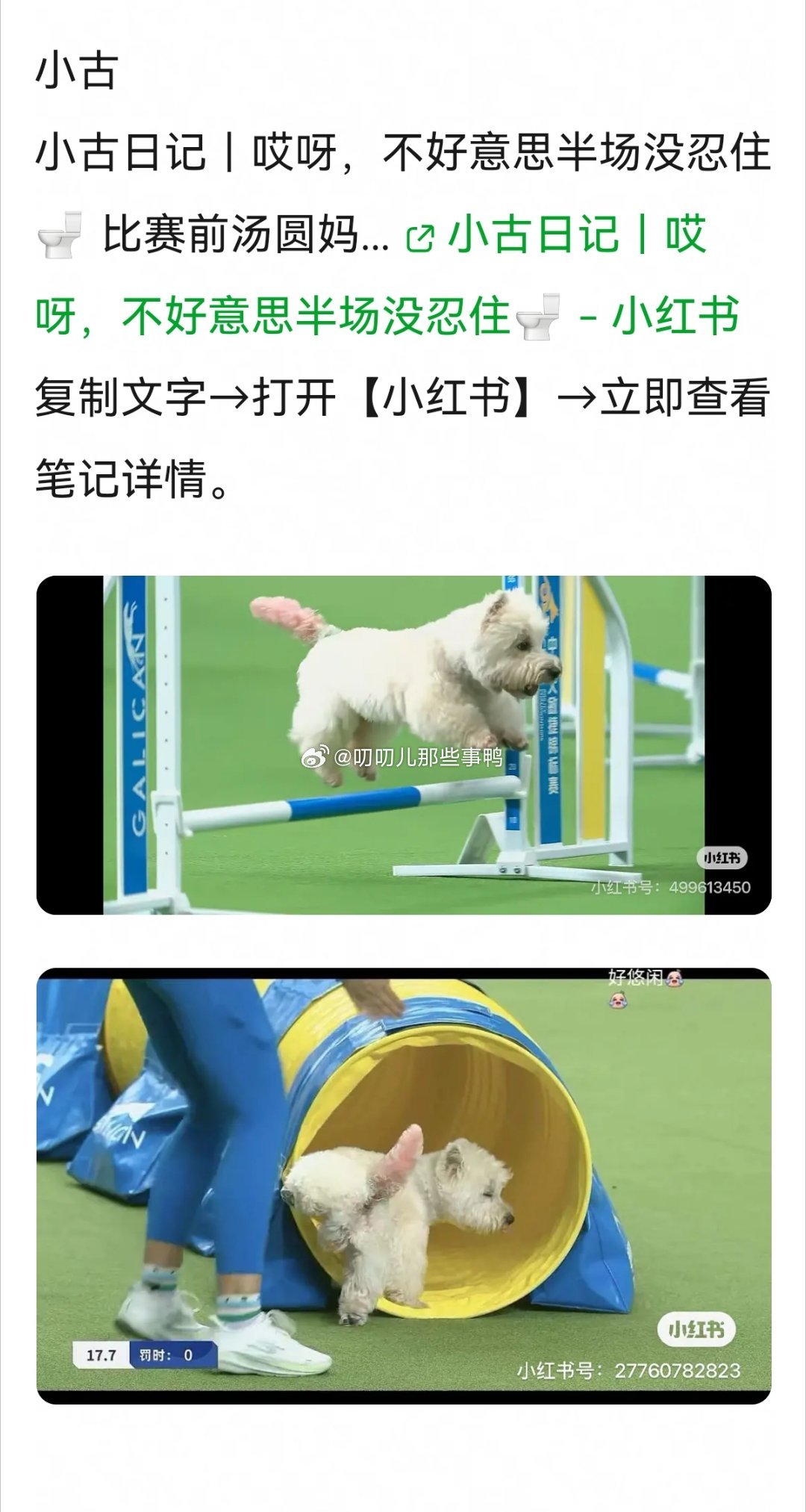 中国犬敏捷锦标赛 好多可可爱爱的狗狗～