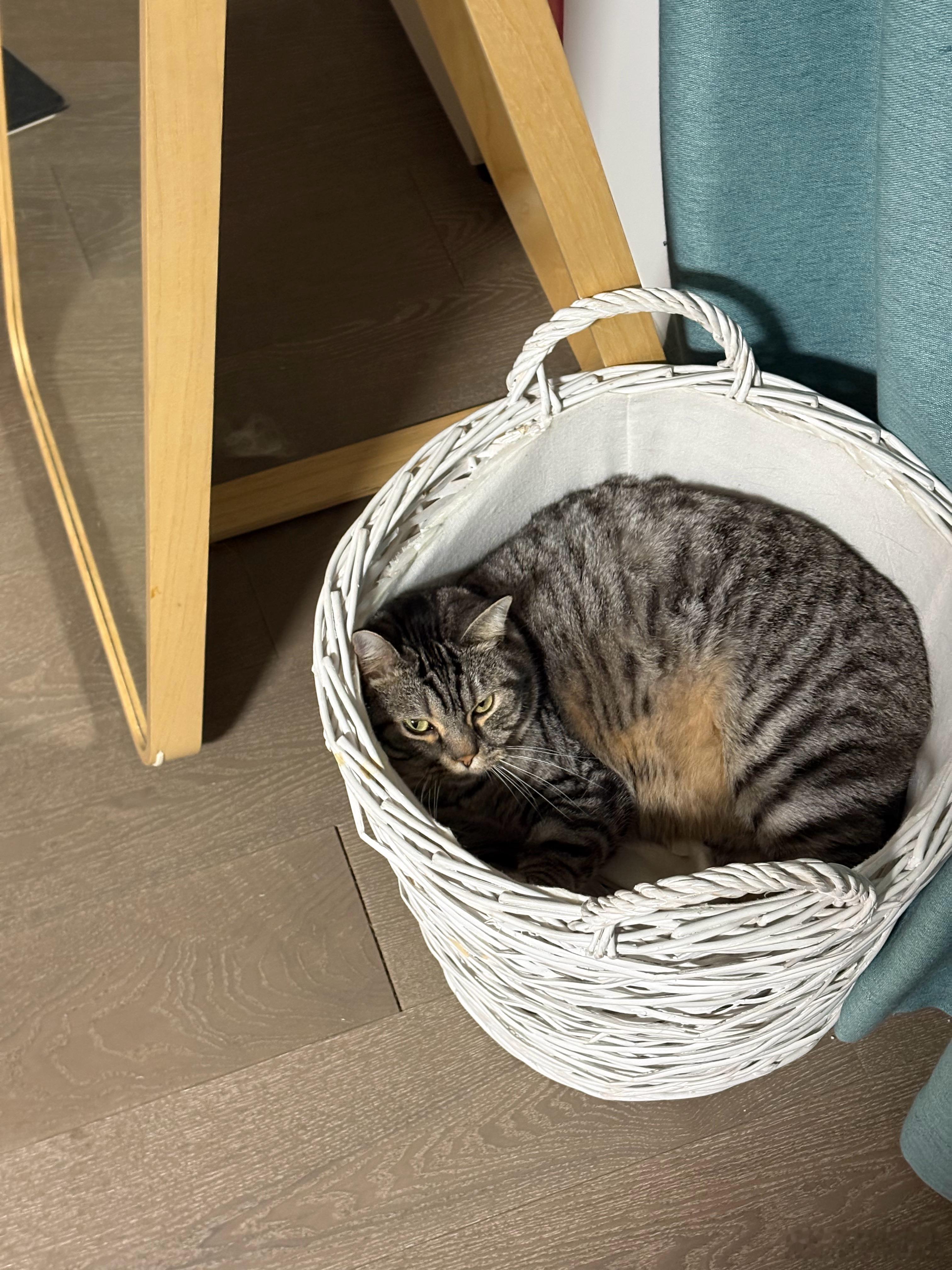 大家来找猫 