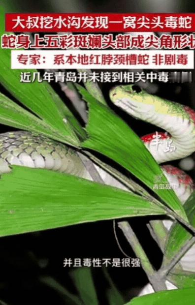 “幸亏跑得快！”青岛一大叔挖水沟，一铲子下去，竟然从土里钻出来一条“大长虫”，还