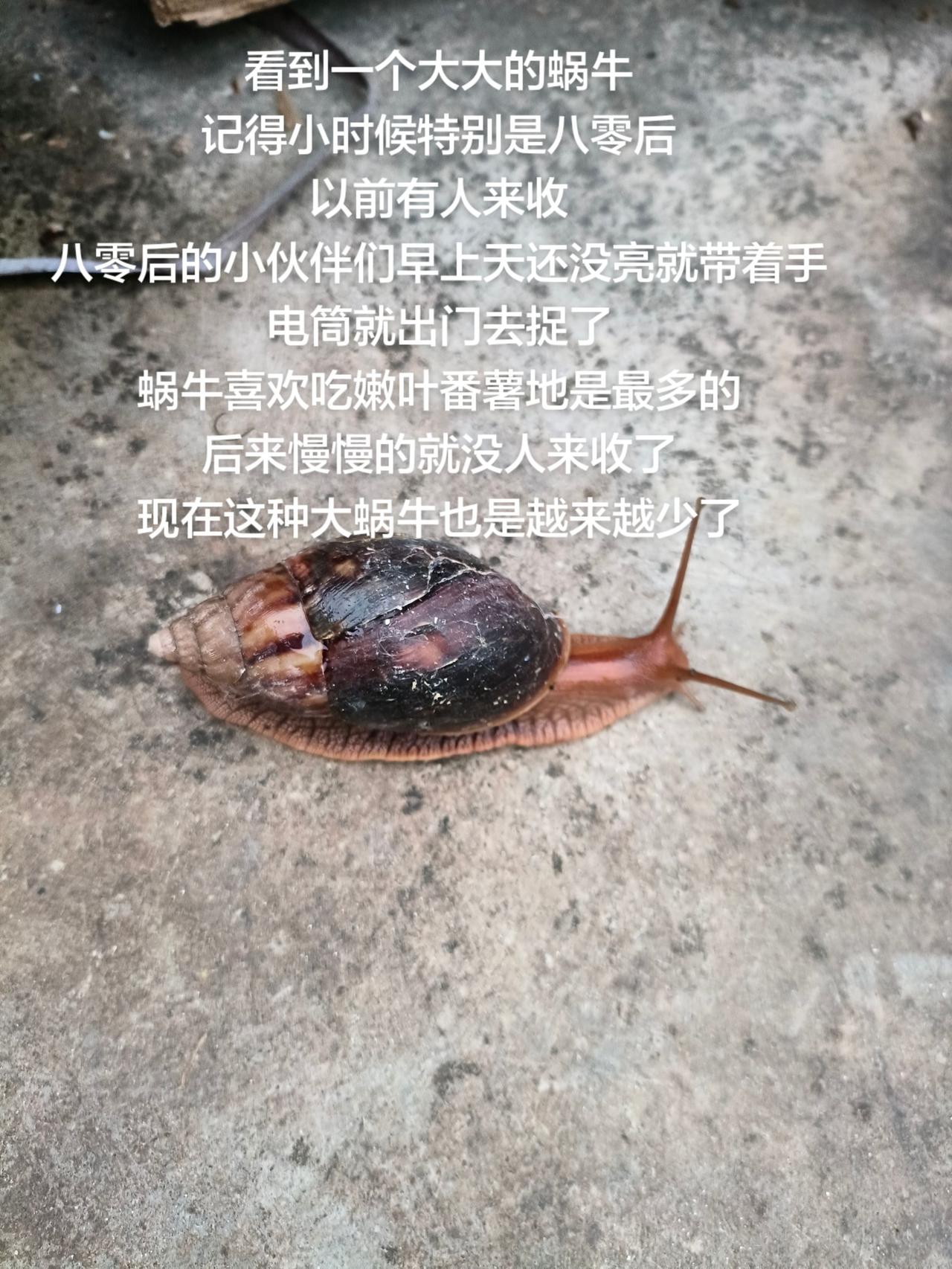 看到一个大大的蜗牛
记得小时候特别是八零后
以前有人来收
八零后的小伙伴们早上天