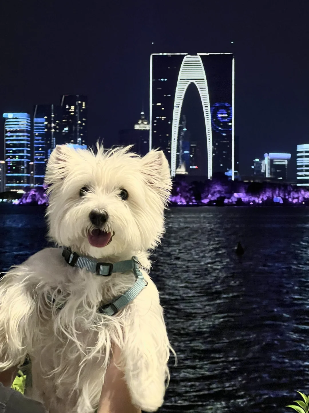 苏州小狗的📸东方之门打卡照