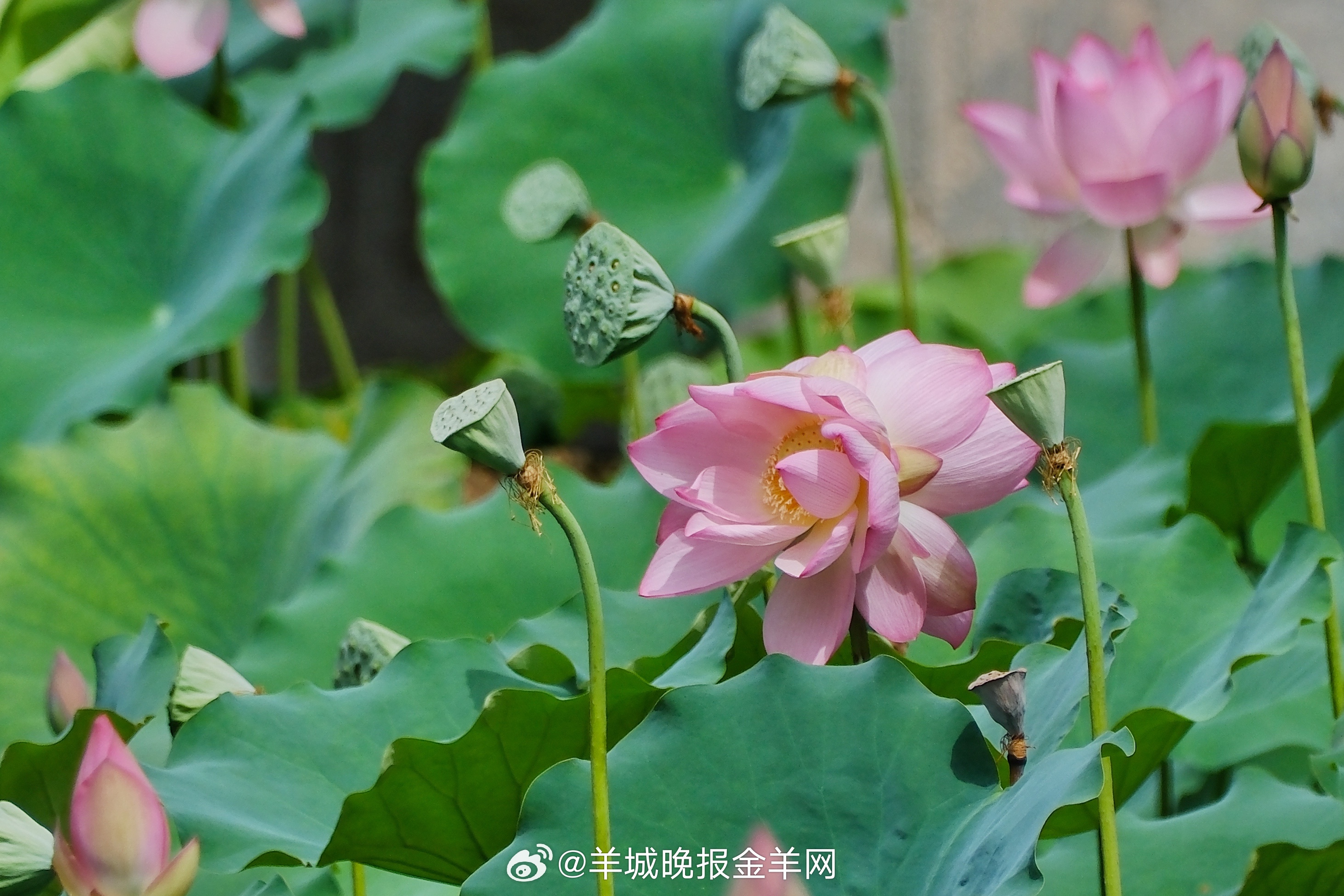 #晚安#余生，愿你不因别人的评价而否定自己，不因一时的挫折而陷入内耗，不因过去的