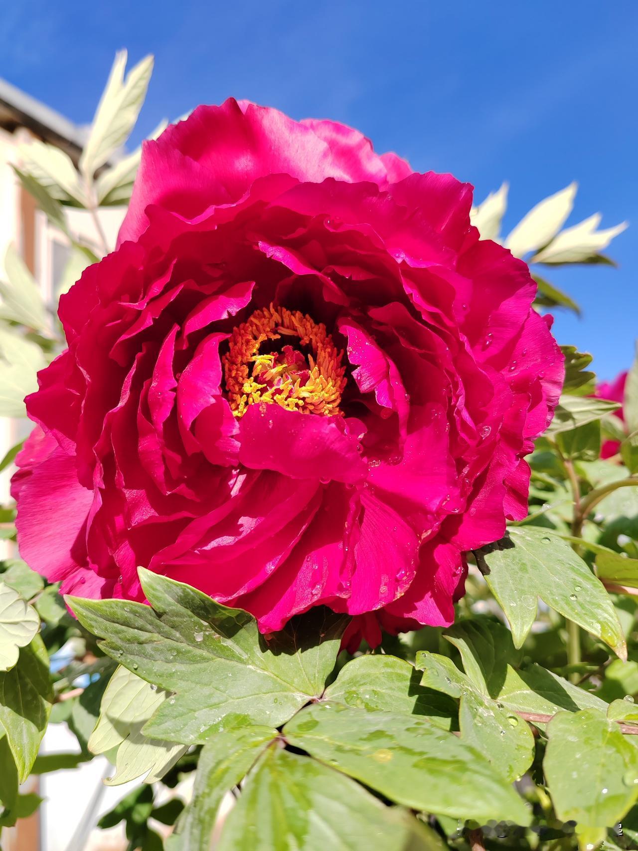 .      这个世界最可笑的事莫过于那些对着一个蛋糕许愿的人，用莫名其妙的口吻