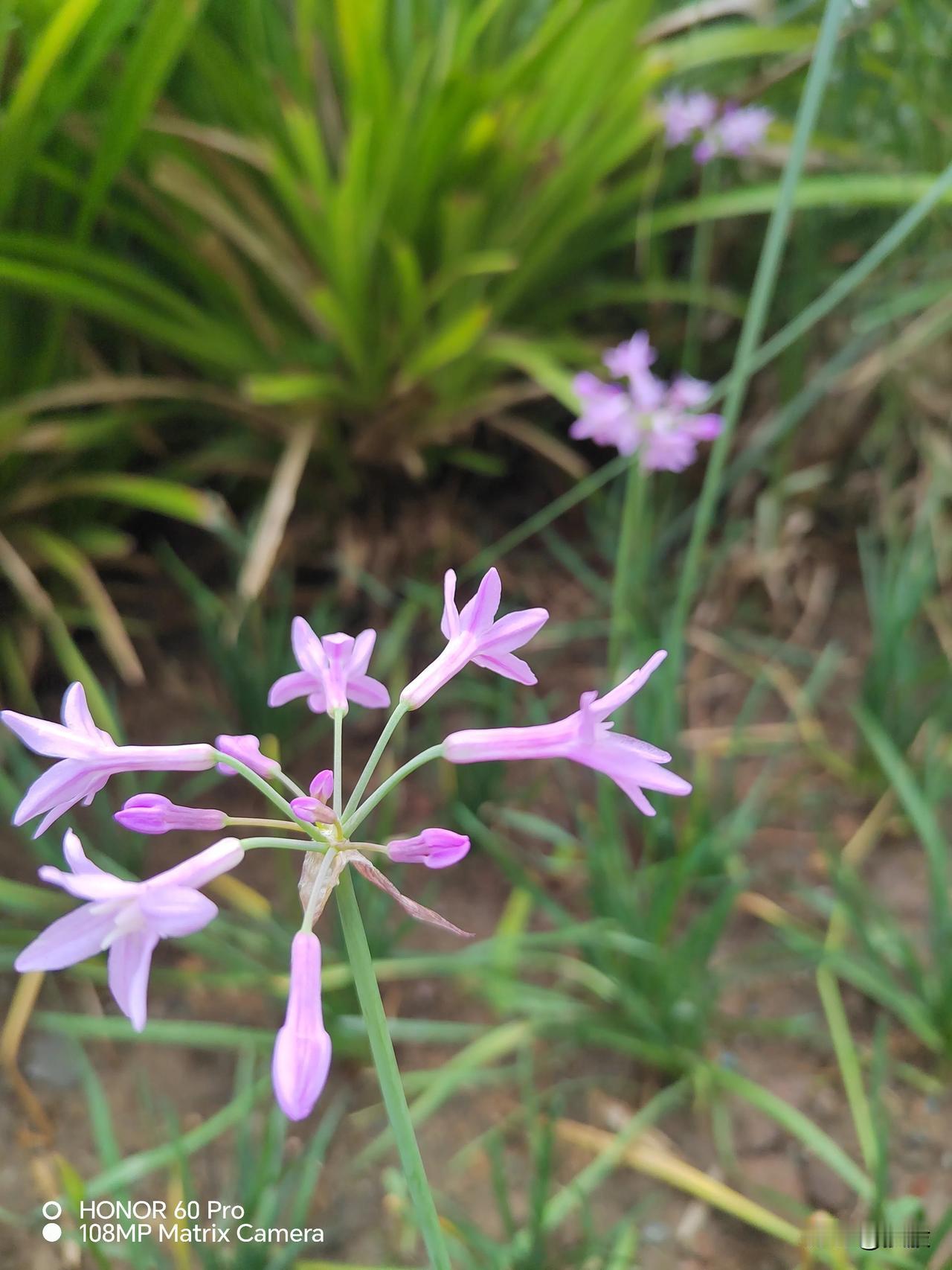 #分享一张花开的照片#
花开迎富贵，见花者发财。