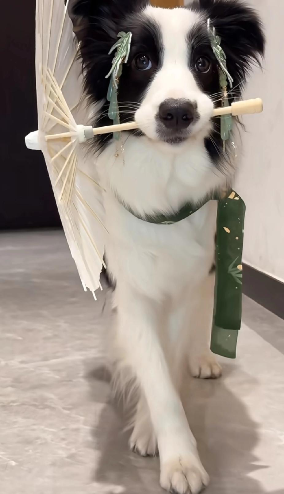 竟然在一只狗狗身上看到了倾国倾城、顾盼生辉、端庄优雅的气质，果真是宅久了看什么都