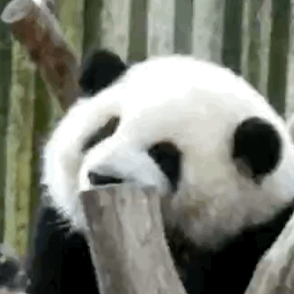 熊猫守护者  熊猫守护者 森林驿站 大熊猫最可爱的特点是它那胖嘟嘟的身体和他那内