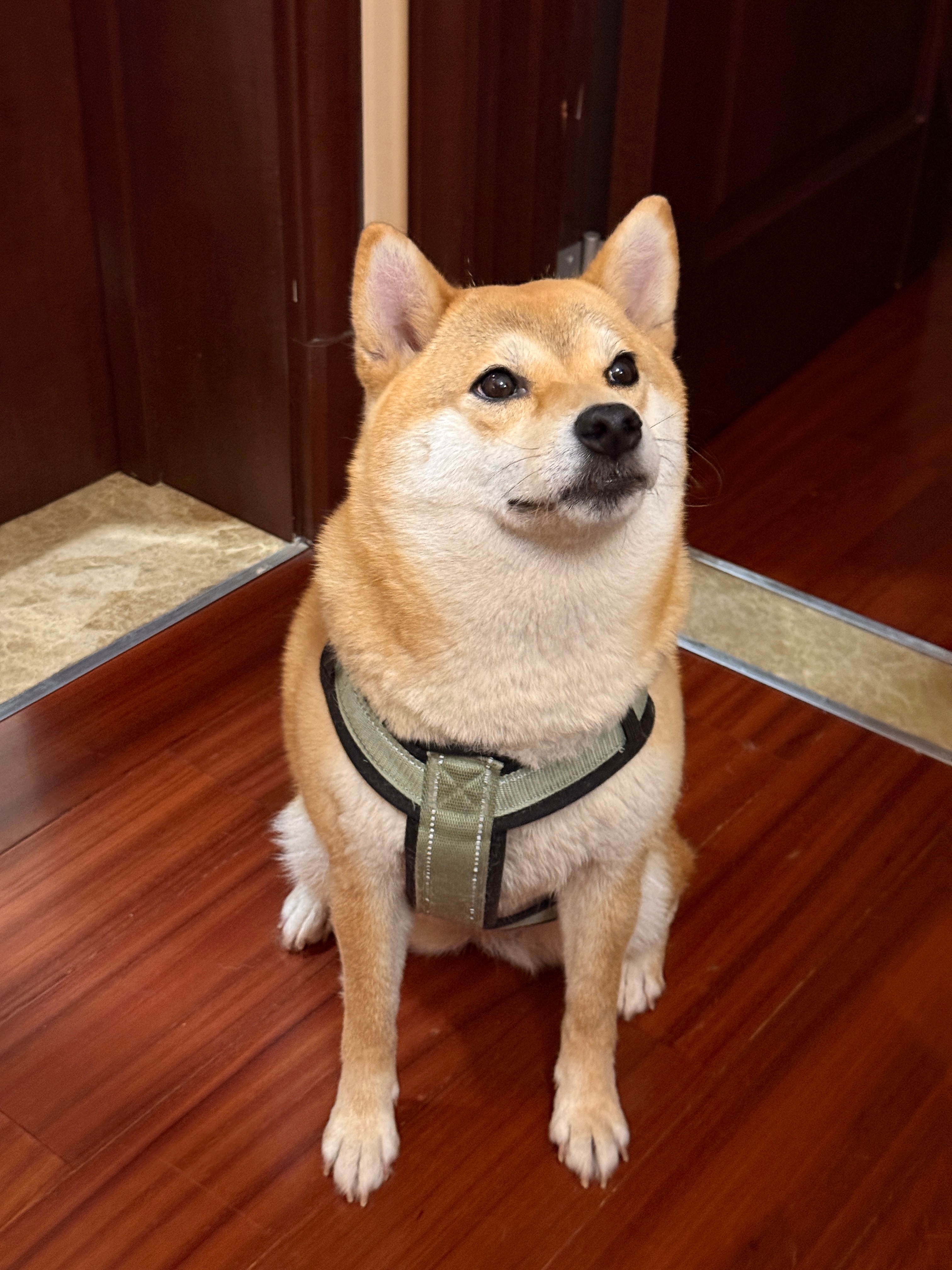 家里人多了，贱贱今晚也很开心
