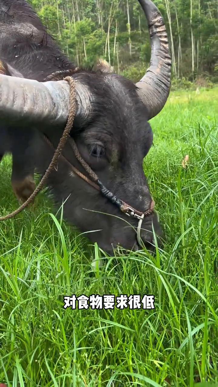 开体型不谈水牛，应该是最适合当宠物的动物了。因为水牛实在是太温柔了。水牛之所以叫