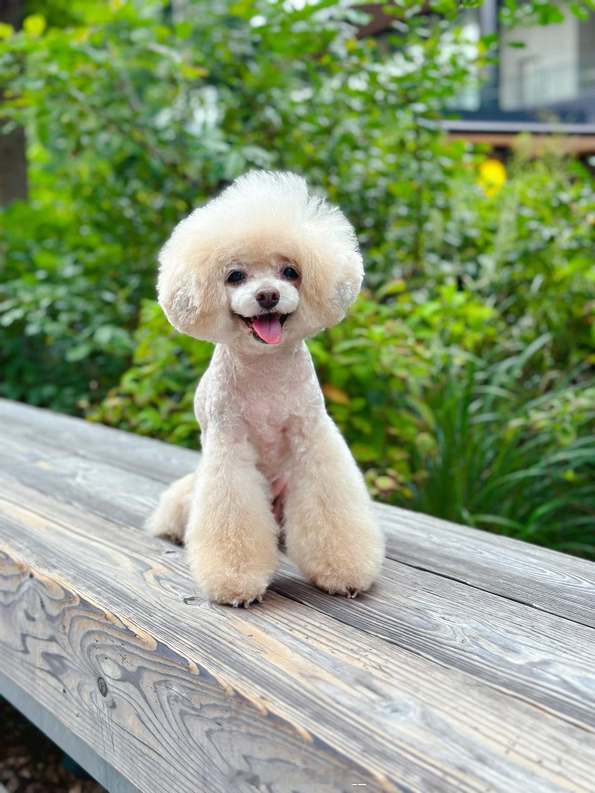 无意中看到一只16岁香槟色贵宾犬依然可以美美哒主人家养得好好🐩🐩 