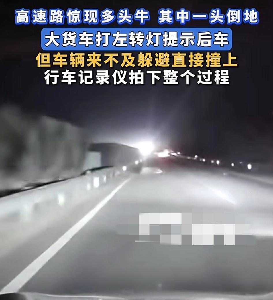 湖北一高速公路上出现多头牛，一位车主称自己看到前方的大货车打着向灯时，自己猛踩油