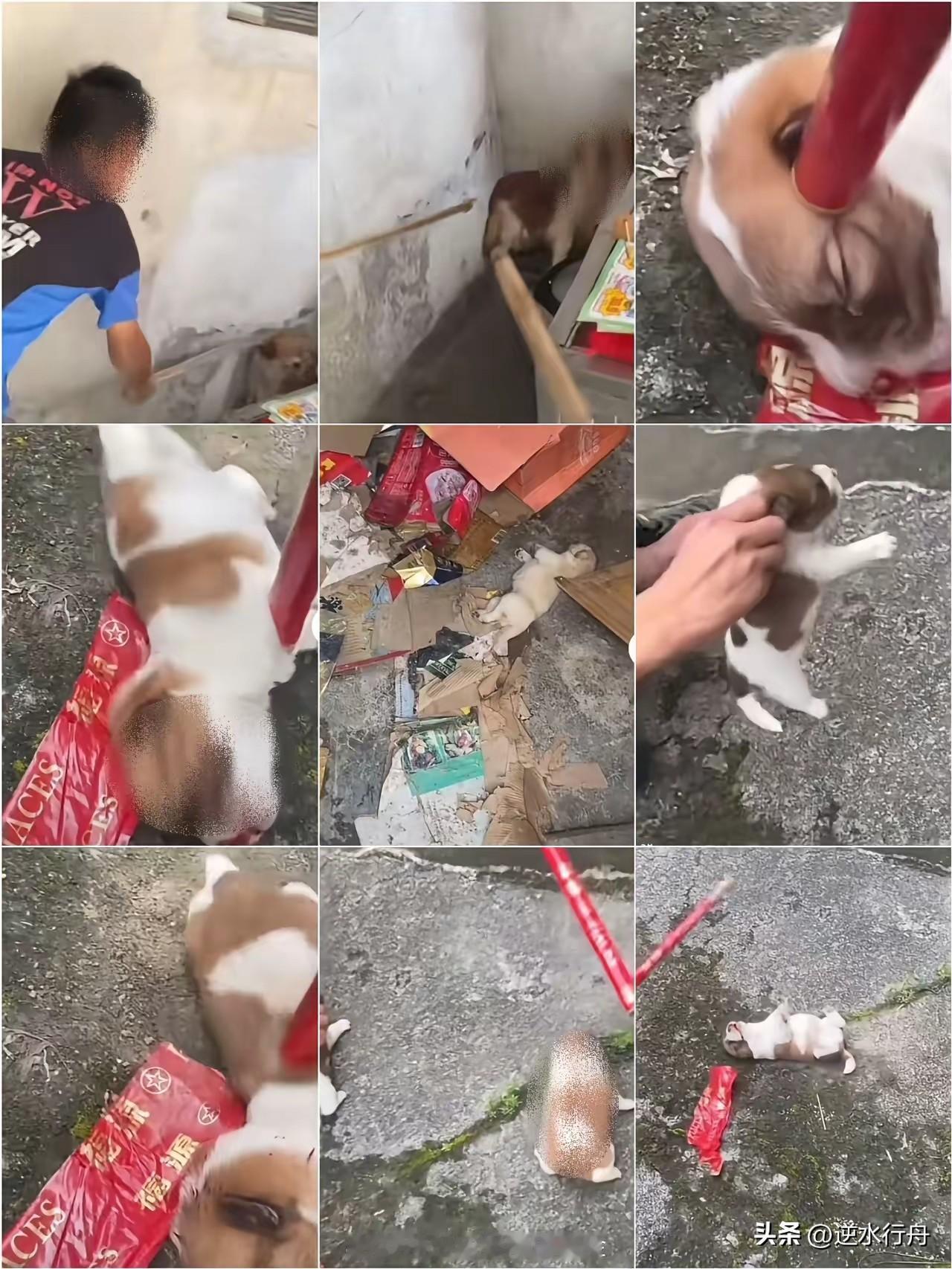 几个小孩在外面玩的时候看见了小黄狗就一路追打，小黄狗挨打后就一路往窝里跑，没想到