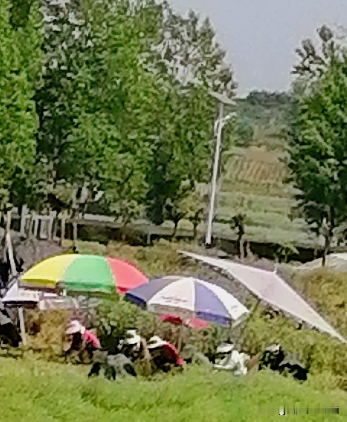 《春忙时节（李林4月24日摄于汉中城固）》