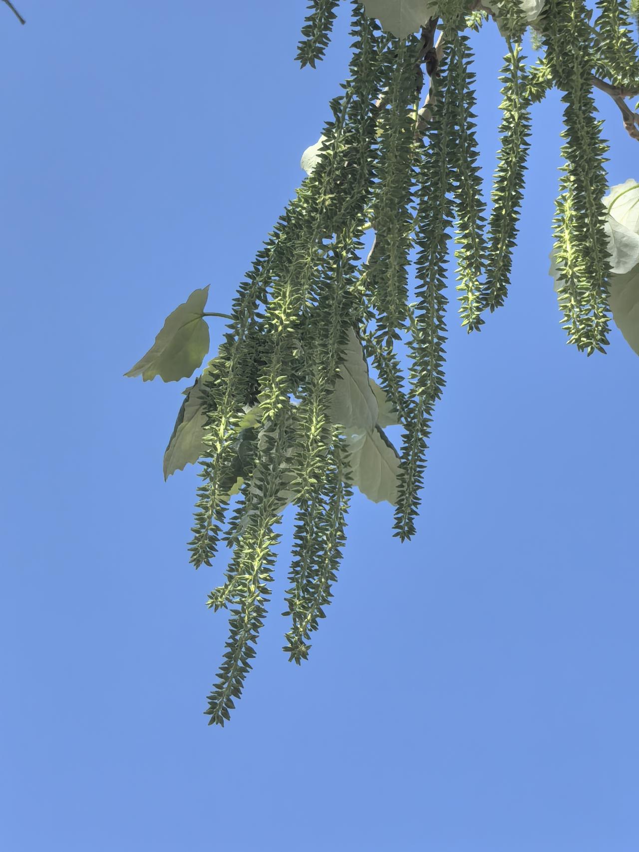 蓝天白云下的绿意盎然，自然之美尽收眼底。