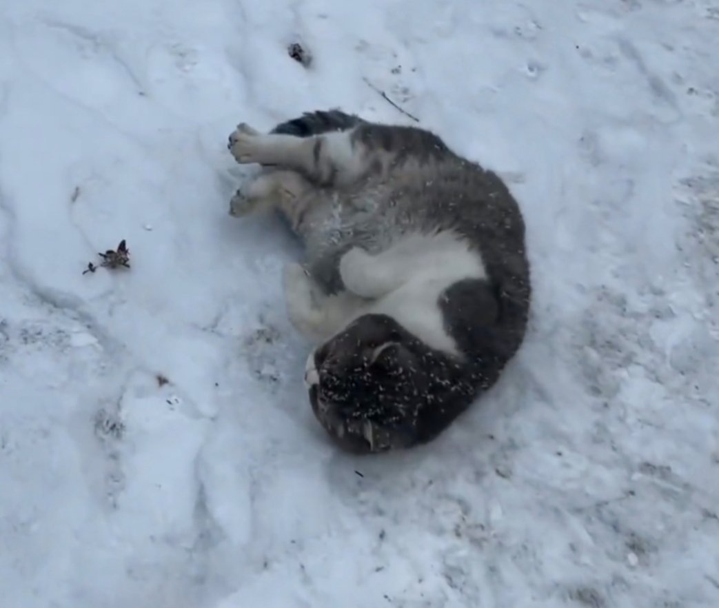 这跟自己亲生的有什么区别冬天的猫真的太难了，还好天使到人間，猫好像住的比我好，我