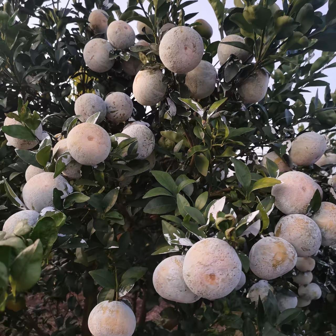 走进公公的果园，我整个人瞬间僵住了：原本压弯枝头的金灿灿橘子，竟然在一夜之间变得