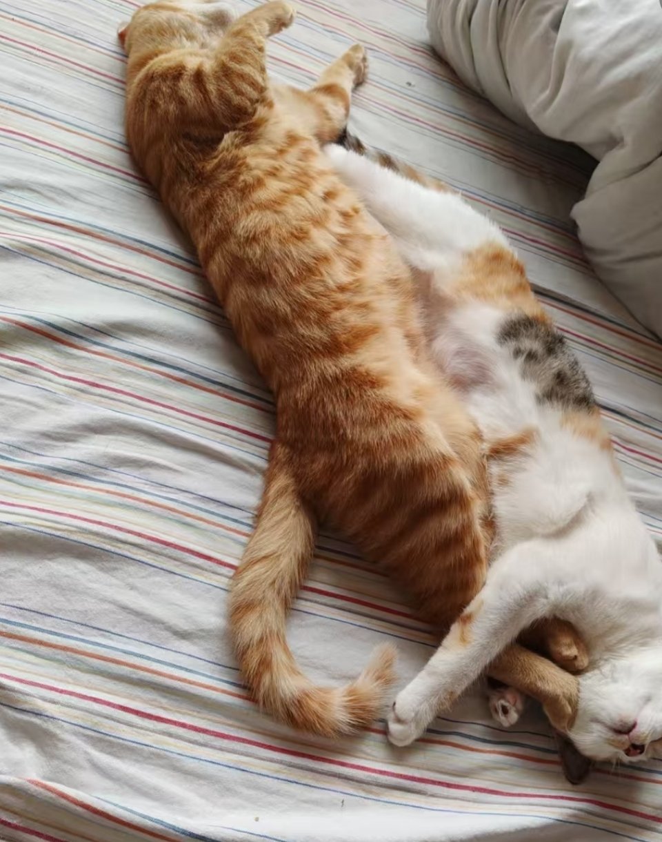 萌宠 无法理解的睡姿 