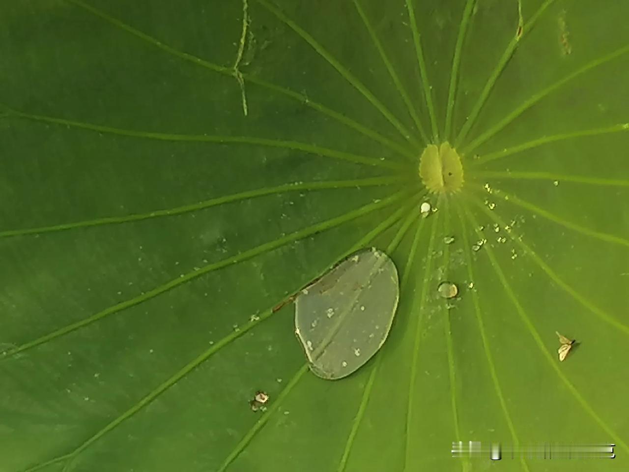 #记录我的2024#
雨后的荷花，清新亮丽，看上一眼，浑身上下都是舒服的……