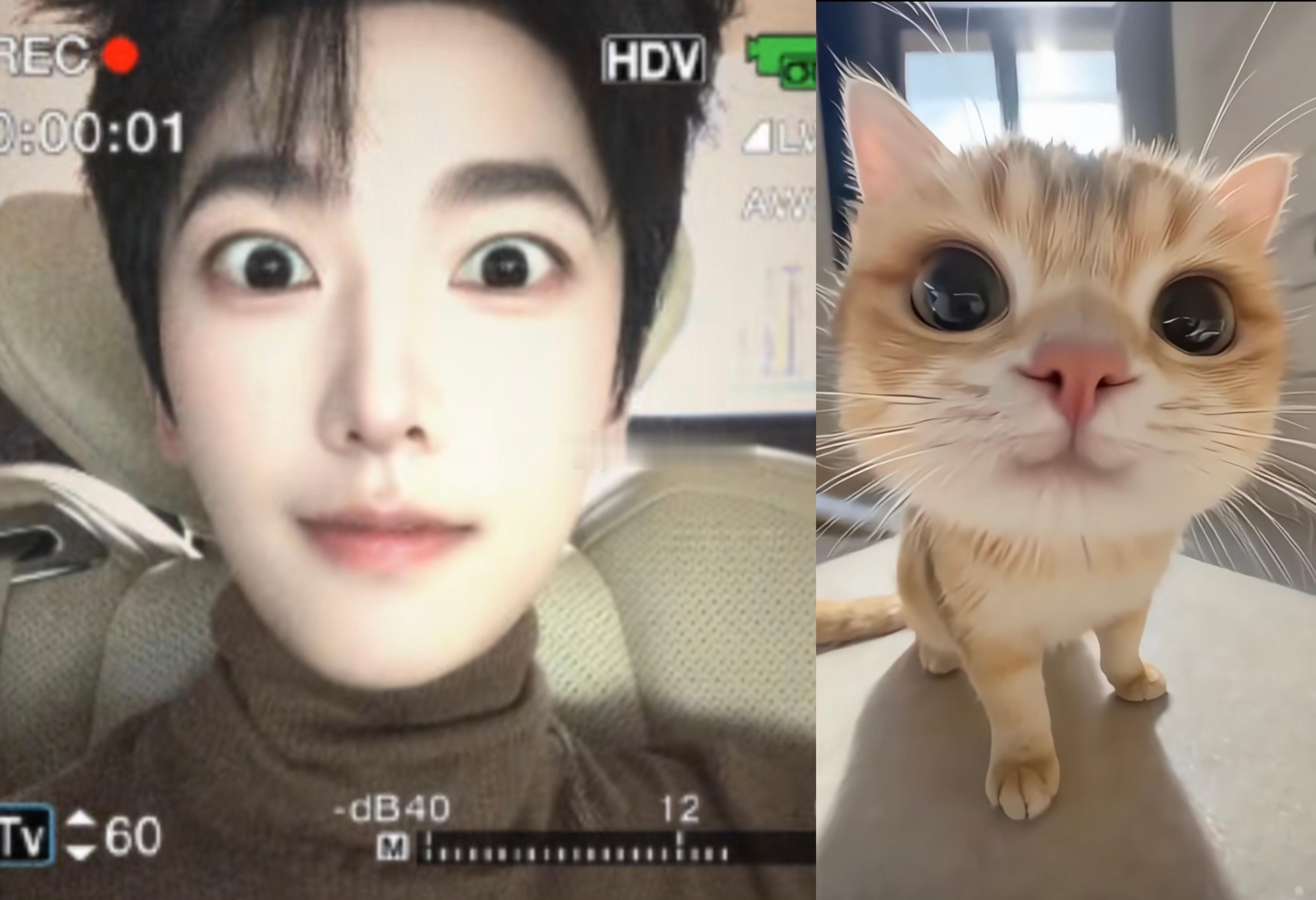 杨洋 小猫咪，晚安😴😴😴 