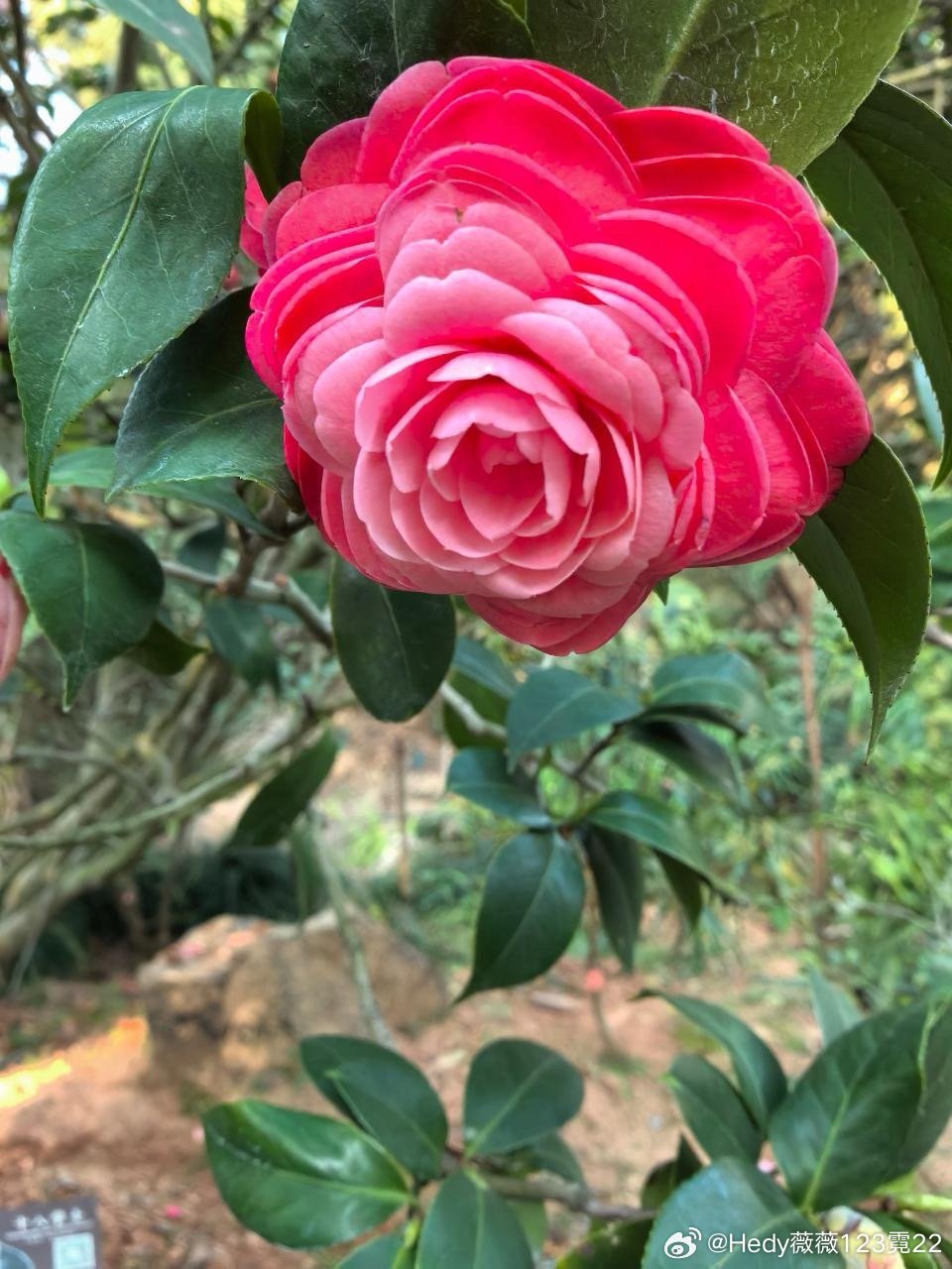 好美啊！花花！这么大一朵一朵的！太好看了！对吧！你们说呢 