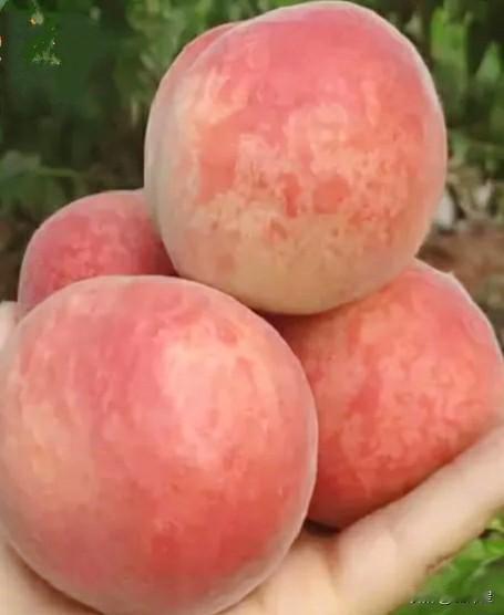 （原创）五月桃
《西游记》中石猴爱吃桃，穿过水帘洞，发现花果山，从此不再愁吃桃。