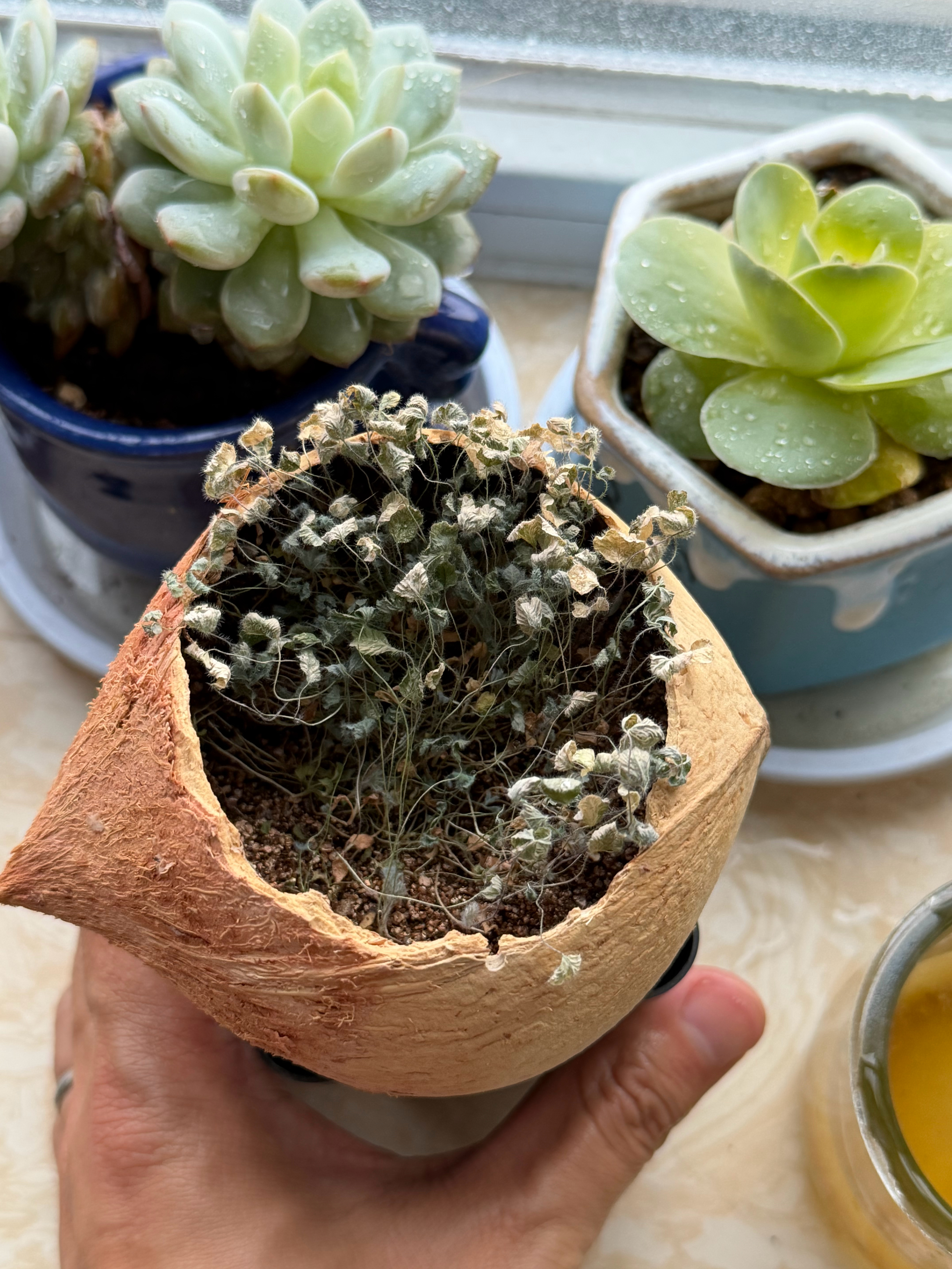 我养的这些花花草草，幸存了这些有的都已经成标本了浇浇水看看能不能挽救一下 天津