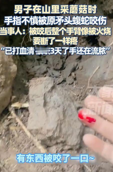 悲剧还是发生了！8月15日，四川自贡，一男子到竹林里采摘蘑菇时，刚一伸手准备掏开