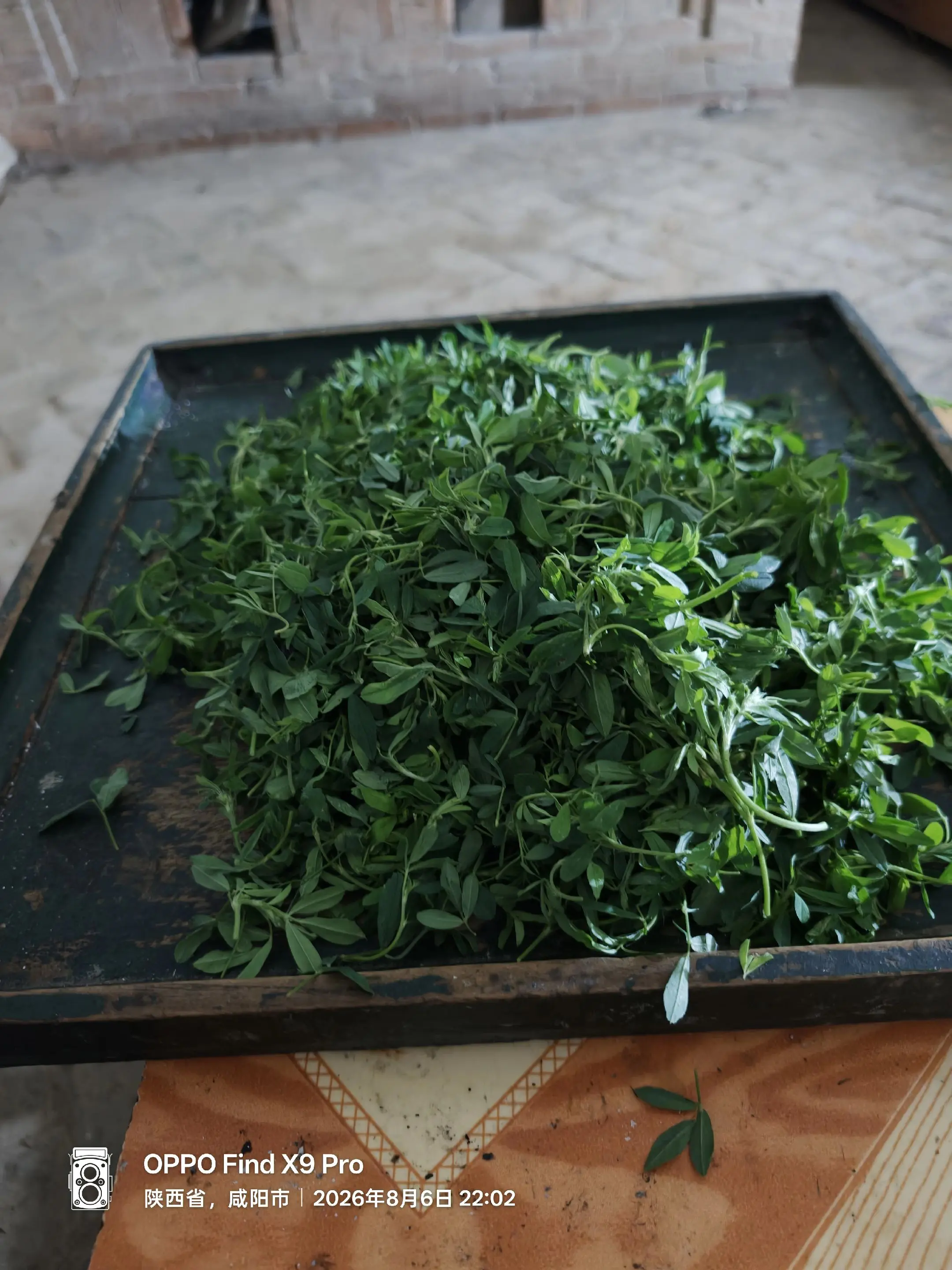 农家小菜一一苜蓿菜。美味佳肴。你吃过吗？