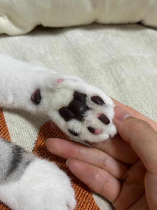 这种拼接色肉垫正常么？