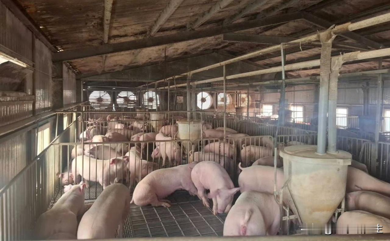 猪价这么跌下去真让人发愁。

最近去菜市场，猪肉便宜得不像话。前肘后肘11块一斤