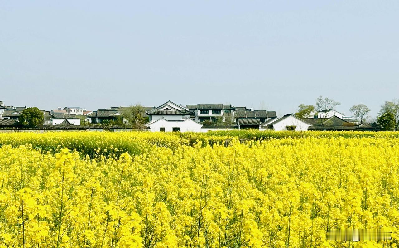 油菜花儿黄（随手拍）。前些日子，我在外出时拍摄了油菜花，觉得挺有意思，便时不时翻