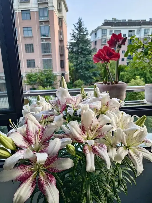 大佬们，猜一下这个是什么品种的重瓣百合