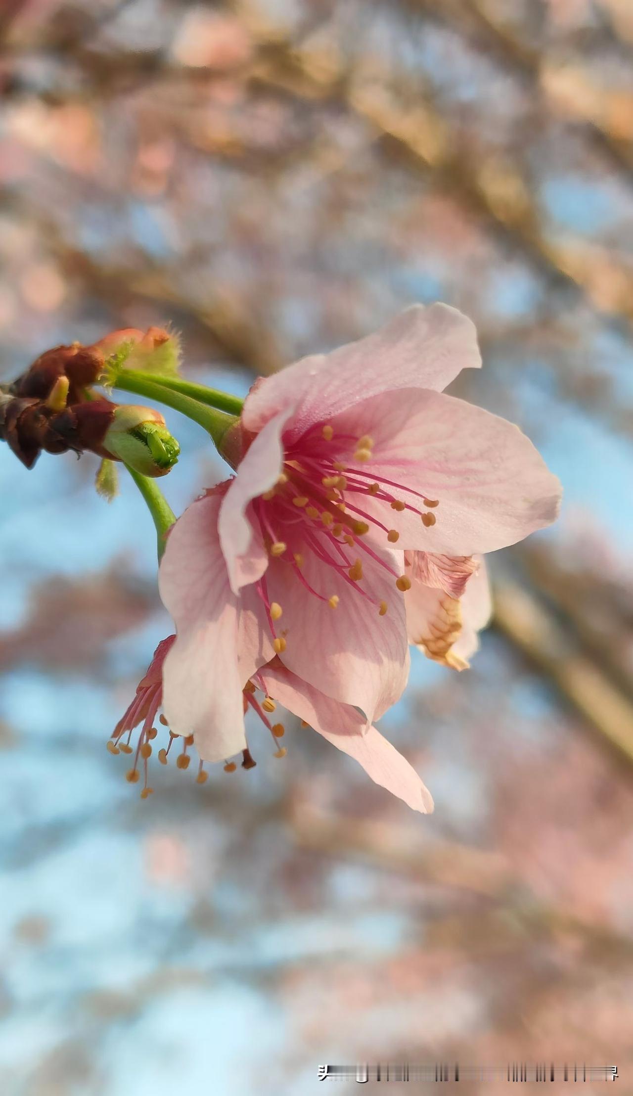 又到了踏春的好时节。一夜间，春回大地，桃李争妍，把整个山野点缀得花团锦簇、生机勃