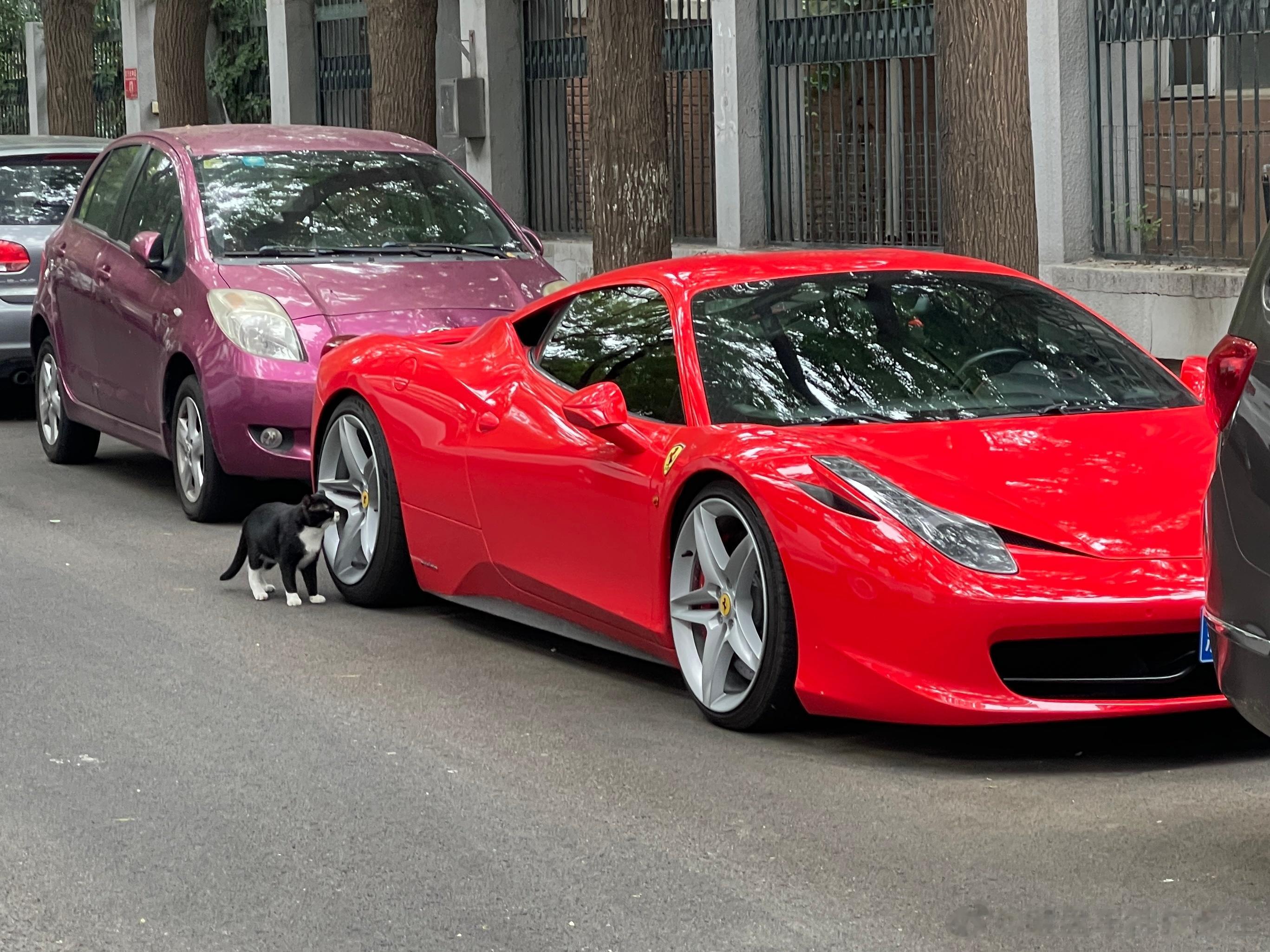 小猫也爱窝法[馋嘴] ​​​